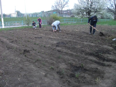 Участие  членов РДШ в закладке питомника